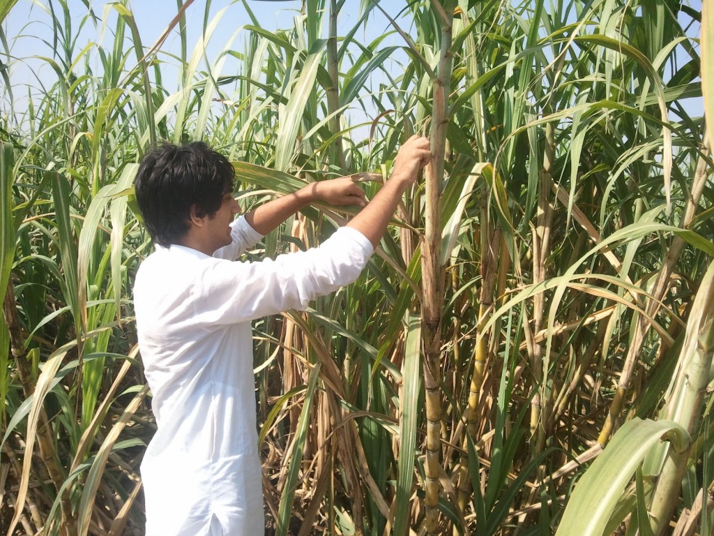 India's sugar plantation is ranked second in world's sugar industry.