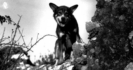 WarDog1