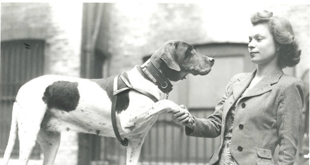 WarDog11