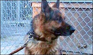 WarDog13