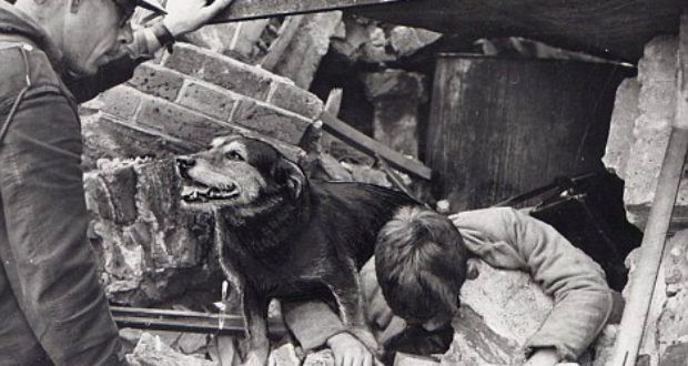 WarDog15