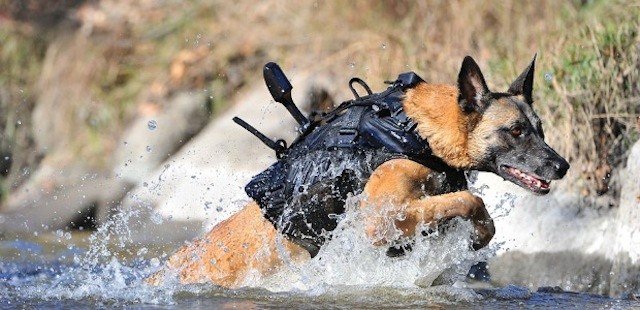 WarDog18