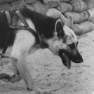 WarDog2