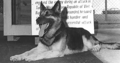 WarDog3
