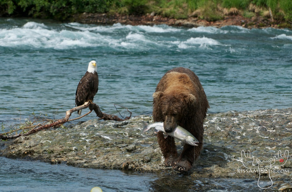 mcneil bear28