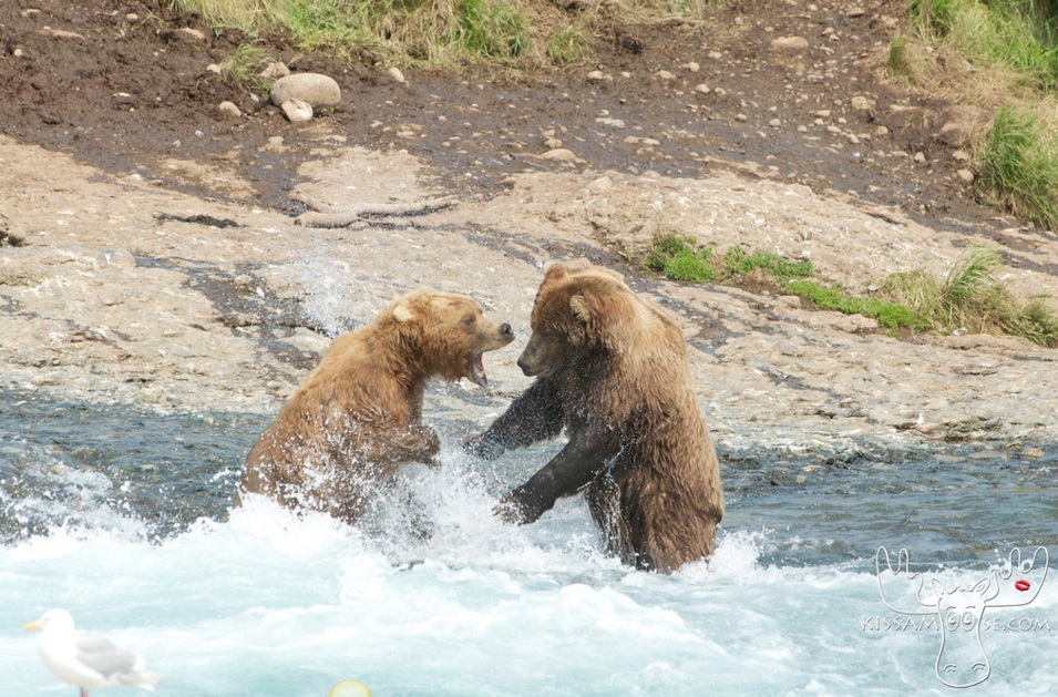 mcneil bear31