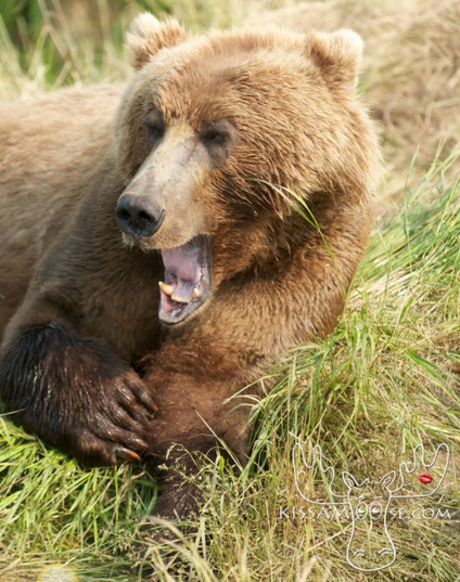 mcneil bear40