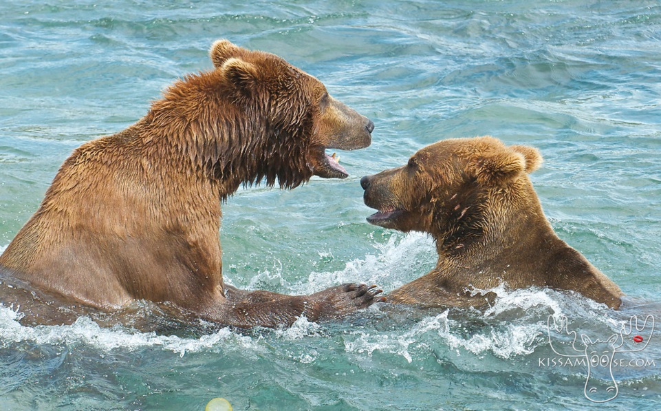mcneil bear45