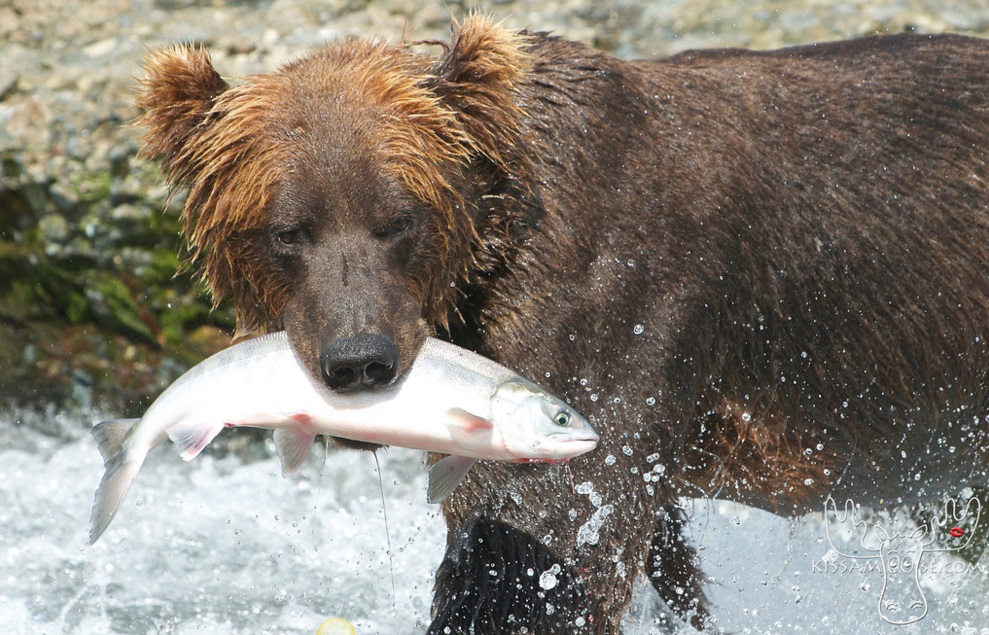 mcneil bear48