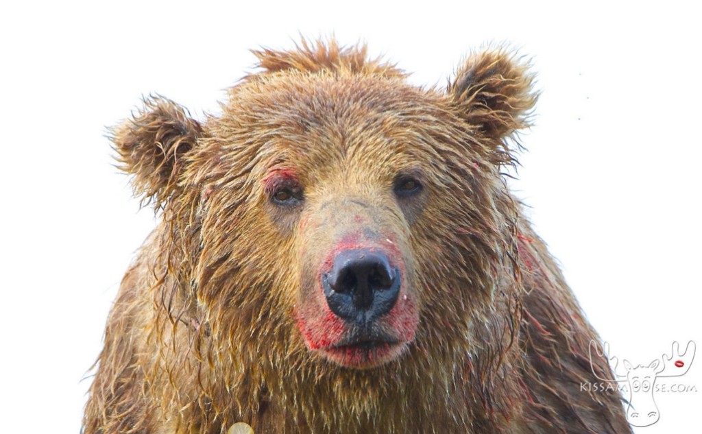 mcneil bear53