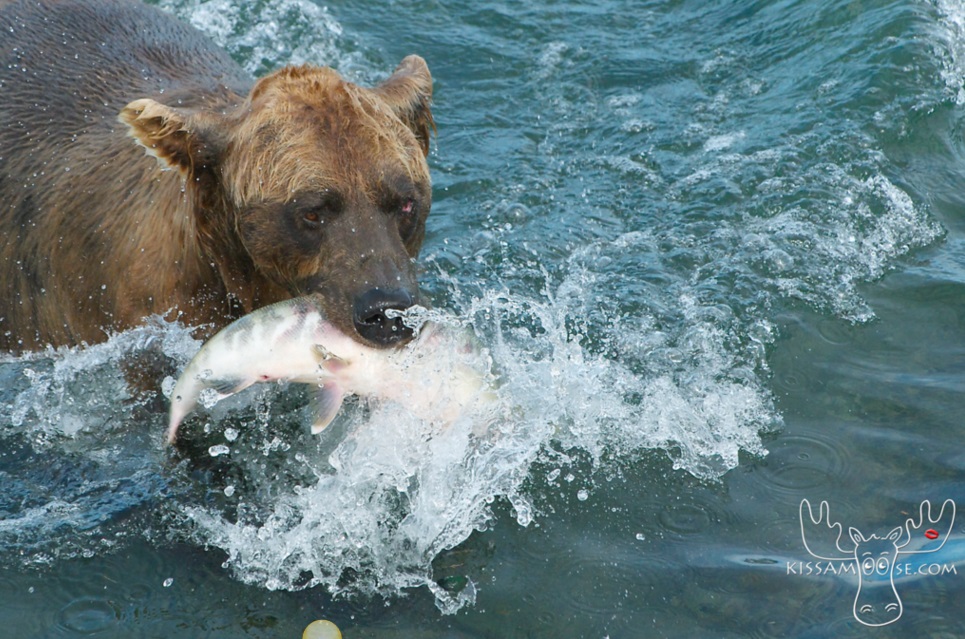 mcneil bear56