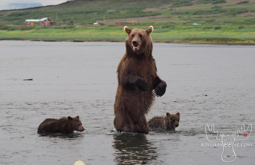 mcneil bear59