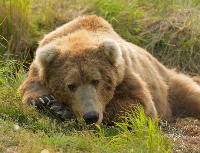 mcneil bear62