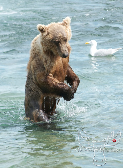 mcneil bear71