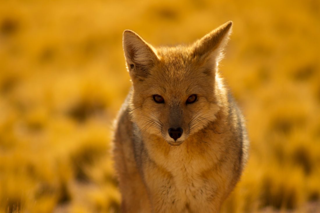 Desert Fox image